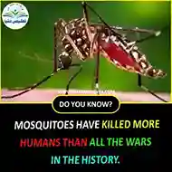 mosquitoes have killed